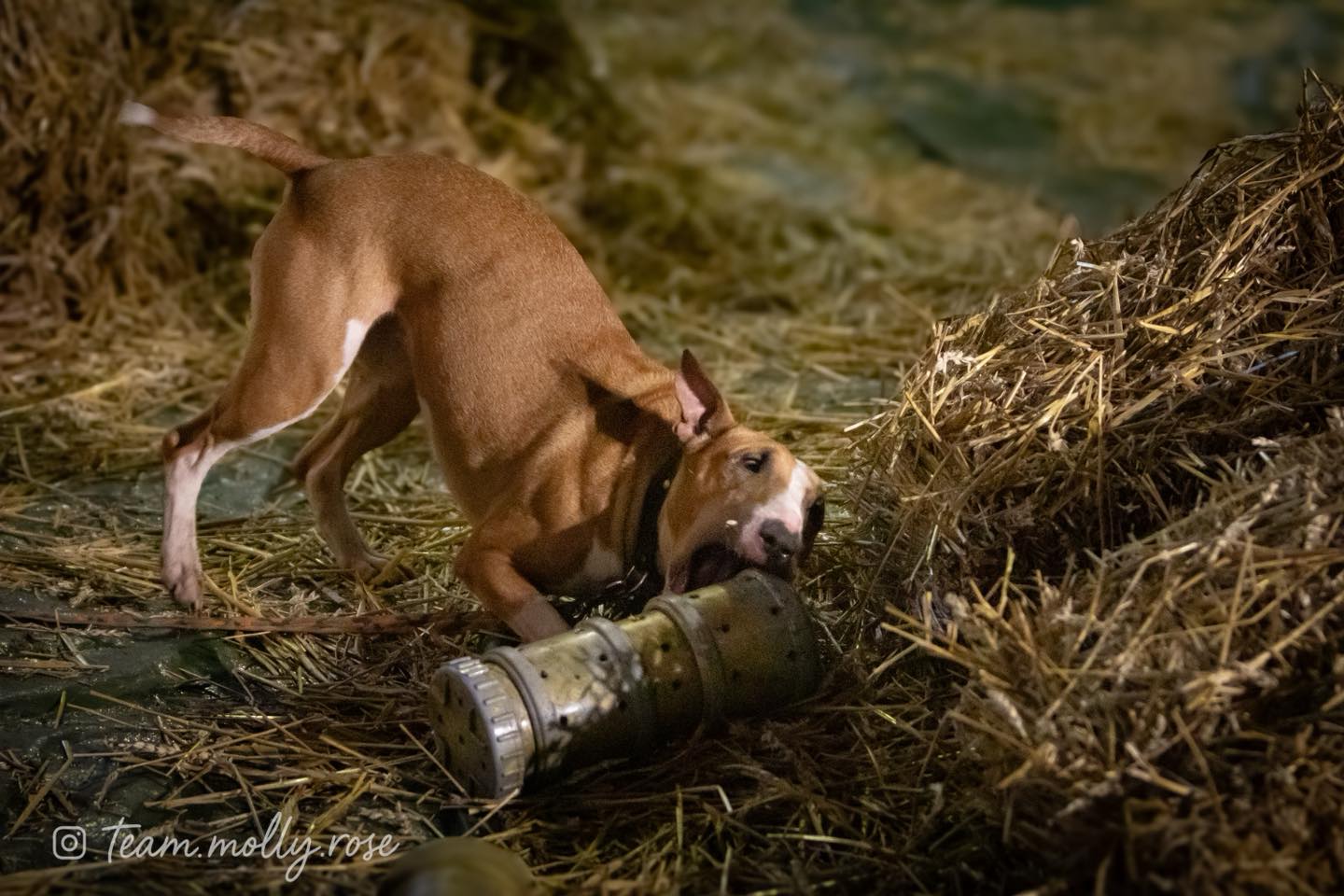 Hund tränar med rörkonstruktion på halmbalar